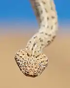 Bitis peringueyi