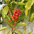 Inflorescence de Byrsonima crassifolia à Mérida (Yucatán, Mexique)