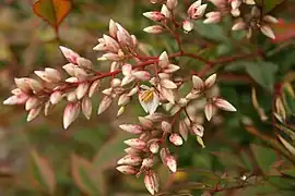 Inflorescence