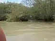 Mangrove en bordure du marais de Nanga.