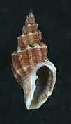 Narona clavatula