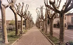 Narzole