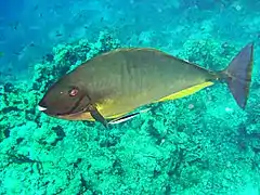 Naso hexacanthus