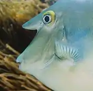 Tête