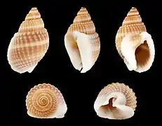 Nassarius (Niotha) livescens