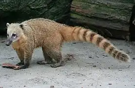 Coati roux adulte.