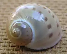 Natica canariensis