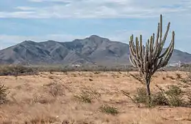 Végétation xérophyte, Isla de Margarita. nueva esparta