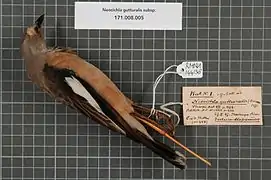 Neocichla gutturalis