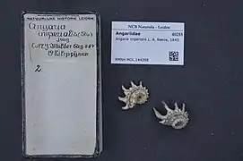 Angaria imperialis.