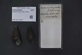 Potadoma freethii