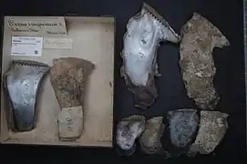 Isognomon isognomum