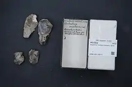 Isognomon nucleus