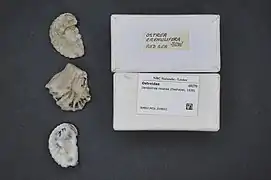 Dendostrea rosacea.