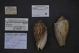 Cymbiola cymbiola