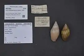 Mitra colombelliformis