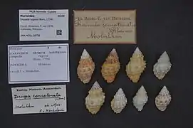 Drupella rugosa.