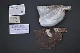 Pteria lata