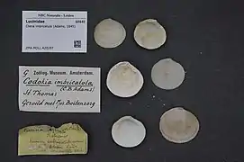 Ctena imbricatula.