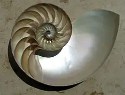 Coupe sagittale d'une coquille de nautile.