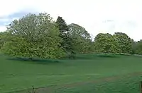 Près de Balcarres : arbres matures et une section de l'allée désaffectée menant à Balcarres House