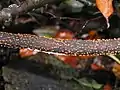 Nectria cinnabarina (Ascomycetes)