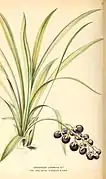Planche botanique de 1866
