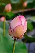 Fleur non éclose.