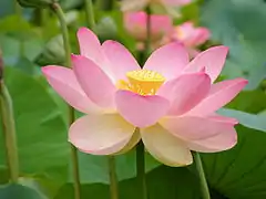Fleur éclose.