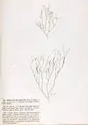 Nemalion multifidum, planche de l’herbier des frères Pierre-Louis et Hippolyte-Marie Crouan.
