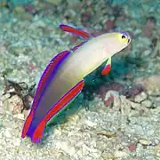 Nemateleotris decora