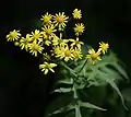 Photo couleur (gros plan) de fleurs jaunes à plusieurs pétales, portées par des tiges feuillées vertes, sur un fond noir.