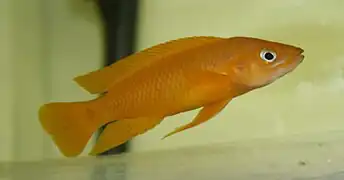 Neolamprologus leleupi.