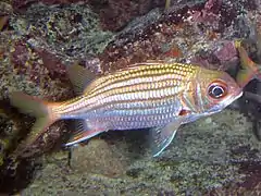 Neoniphon marianus.