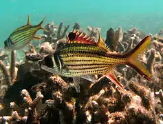 Neoniphon sammara