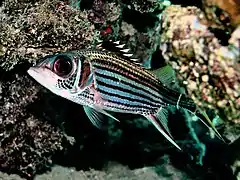 Neoniphon sammara.