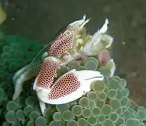 Neopetrolisthes maculatus, un Porcellanidae