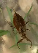 Nèpe