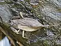 Nepinae: Nepa cinerea