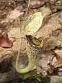 Une fourmi marchant sur une Nepenthes rafflesiana
