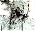 Fig. 9 – Nephilengis livida des Seychelles, femelle dans sa retraite sur un tronc de Cocotier. Bord de plage, Mahé, Seychelles. D'après une ancienne diapositive