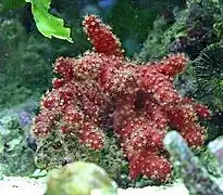 Nephthyigorgia sp.