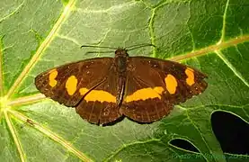Neptis dumetorum