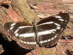 Neptis philyra