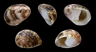 Nerita polita