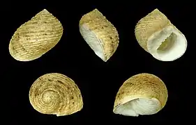 Nerita quadricolor
