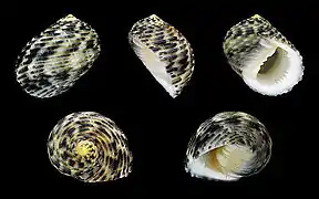 Nerita undata