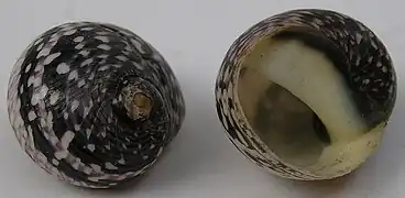 Neritodryas cornea