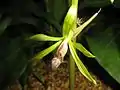 Nervilla aragoana, Jardin botanique de Tsukuba, Japon