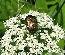 Cétoine cuivrée (Protaetia cuprea (es))